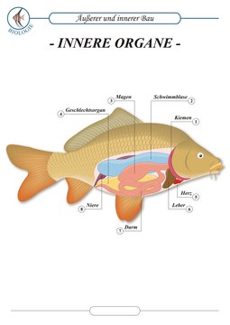 FischeOrgane