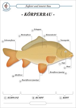 FischeBau