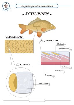 FischeSchuppen