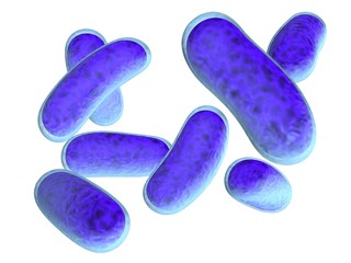 bacteria