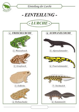 LurcheEinteilung