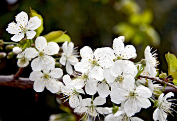 Kirchblüten