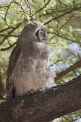 verreaux's  eagle owl
