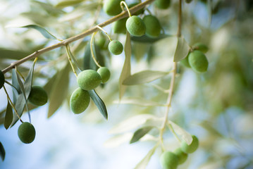 image d'une branche d' olivier avec des olives vertes