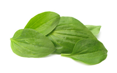 Plantago mayor fresh leaves