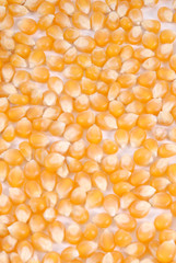 kukurydza, corn