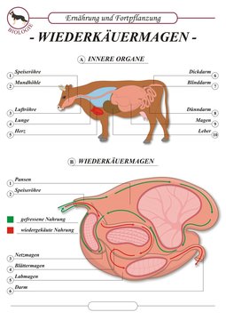 SaugetiereOrgane