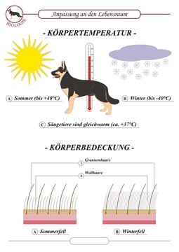 SaugetiereTemperatur