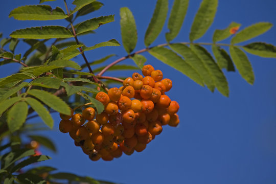 Ebereschebeeren