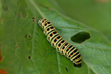 gąsienica, grub