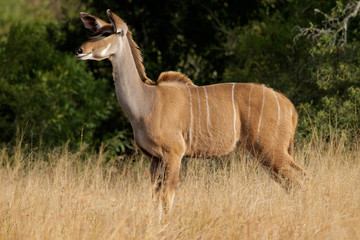 Kudu antelope, (Tragelaphus strepsiceros), South Africa