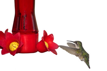 hummingbird digests nectar © mtruchon