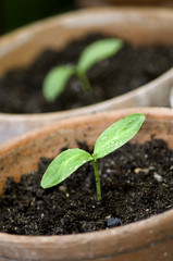 Seedlings