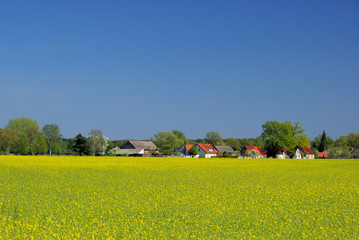Rapsfeld mit Dorf - rape field and village 05