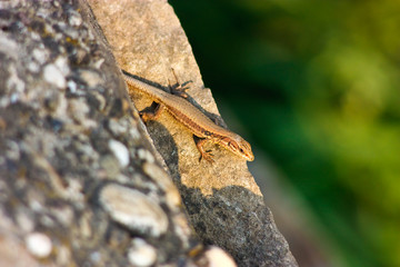 Salamander 1