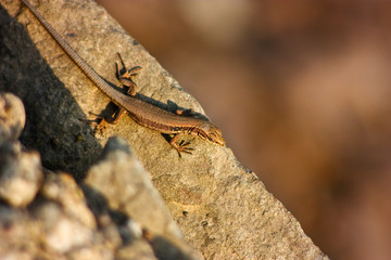 Salamander 2