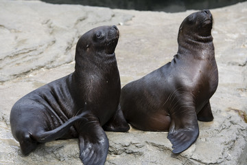 Naklejka premium Seelöwe