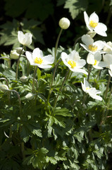 Grosses Windroeschen,  Anemone sylvestris