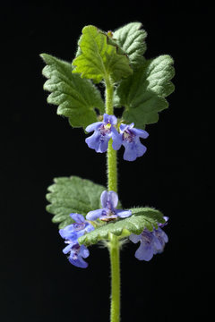 Gundelrebe, Glechoma, hederacea