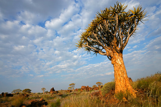Landscape with quiver tree (Aloe dichotoma), Namibia