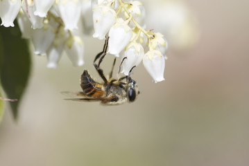 花とみつばち