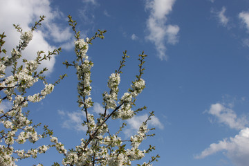 Apfelblüte