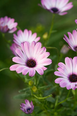 Obraz premium fleurs mauve 4