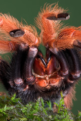 Tarantula showing fangs