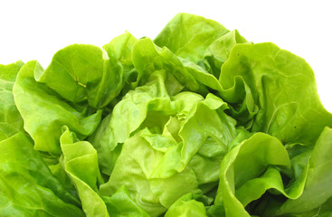 Lettuce fresh leaves