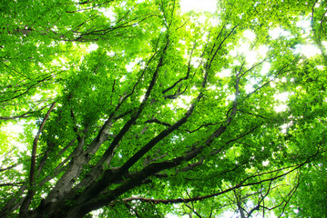 forest