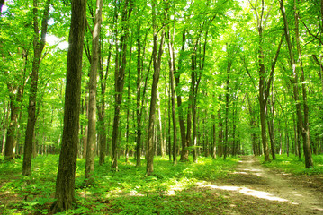 Obraz premium forest