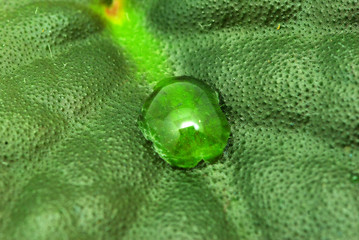 drop on leaf