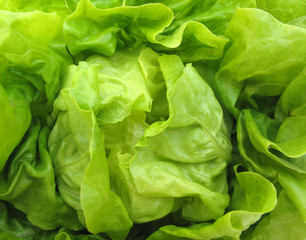 Lettuce fresh green salad