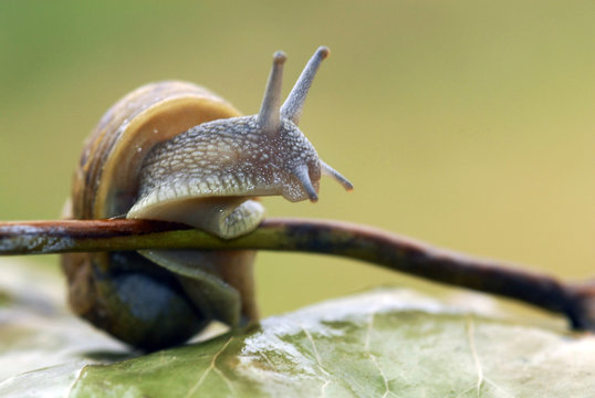 caracol