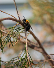 Carpenter Bee on Branch