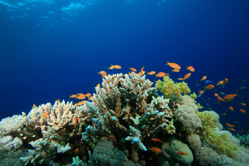 Obraz na płótnie Canvas Rafa koralowa i ryby tropikalne