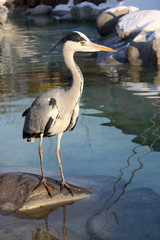 Gray Heron - Ardea Cinerea