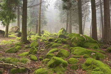 Zelfklevend Fotobehang Green woods © Zacarias da Mata