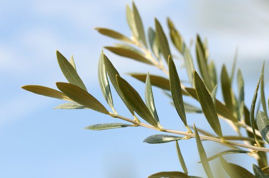ramo di oliva
