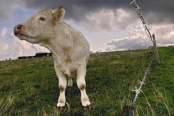 Fototapeta premium Vache de fierté après l'orage, en région Normandie, France