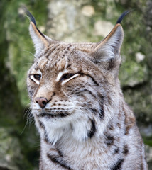 Lynx
