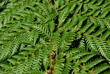 Just green