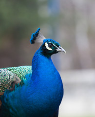 Fototapeta premium Peacock