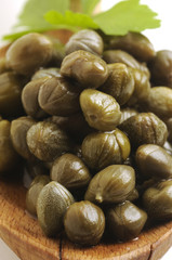 Capperi - Capparis spinosa