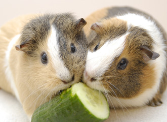 Meerschweinchen bei Nahrungsaufnahme