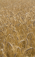 Golden crops field