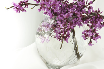 Vase of Redbud Blossoms on Snowy White