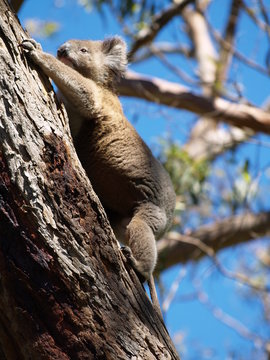 Koala on a tree in Australia