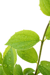 Obraz premium green leaf with water drops
