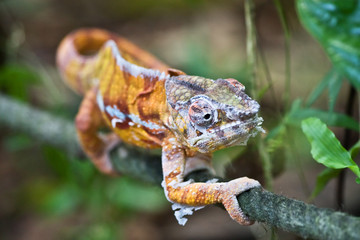 Chameleon